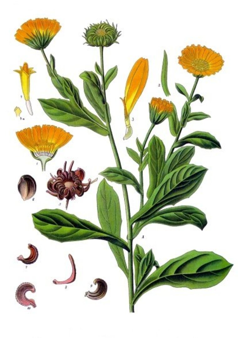 Botanical plate: Calendula officinalis