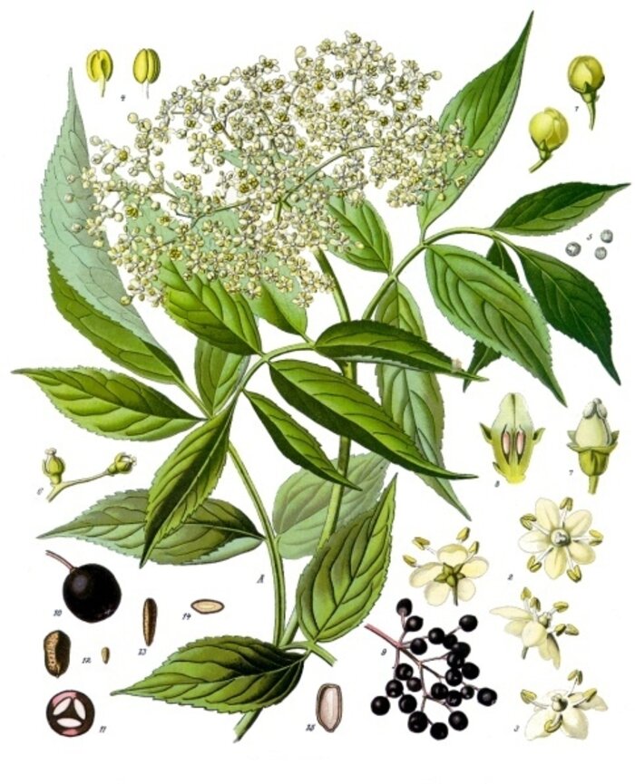 Botanical plate: Sambucus nigra (elder)