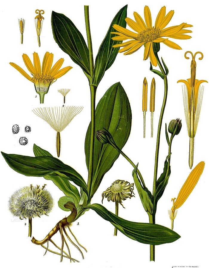 Botanical plate: Arnica montana