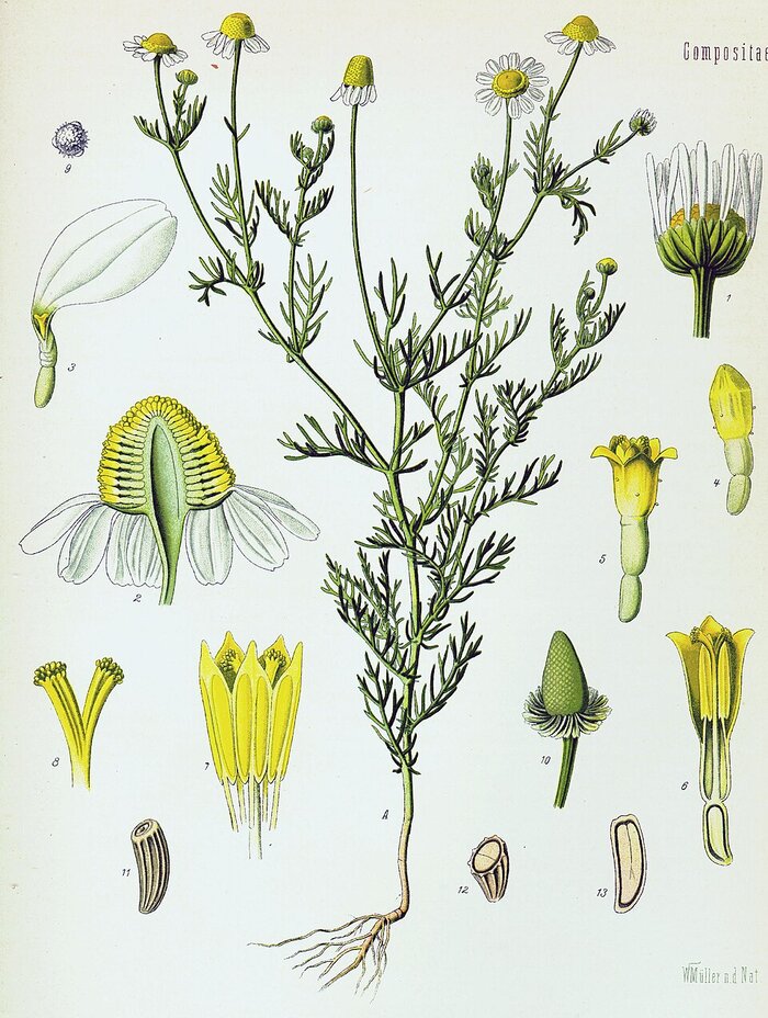 Botanical plate: Matricaria recutita (chamomile)