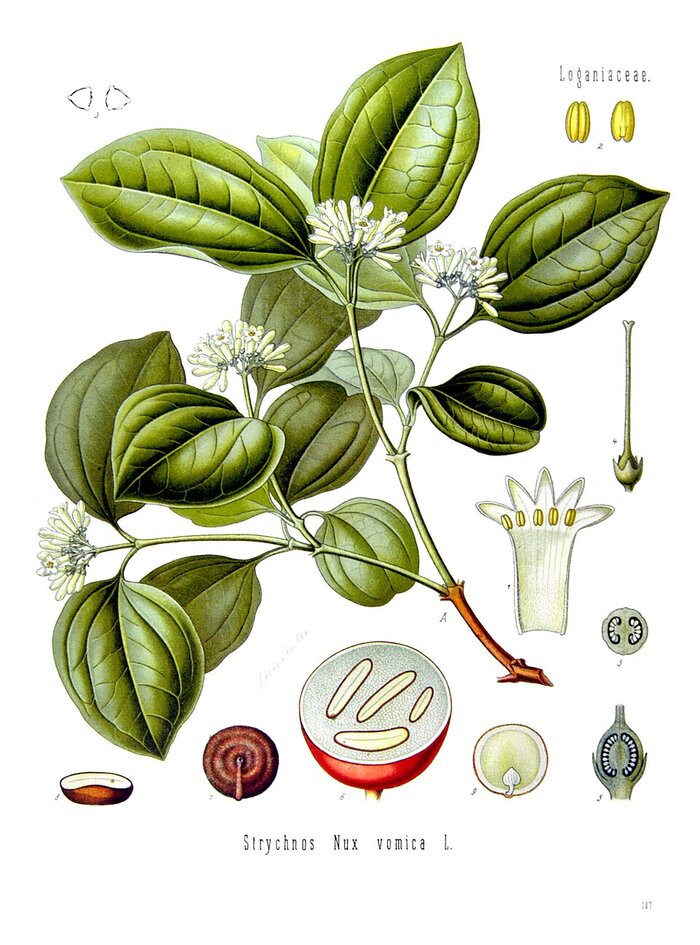 Botanical plate: Strychnos nux-vomica