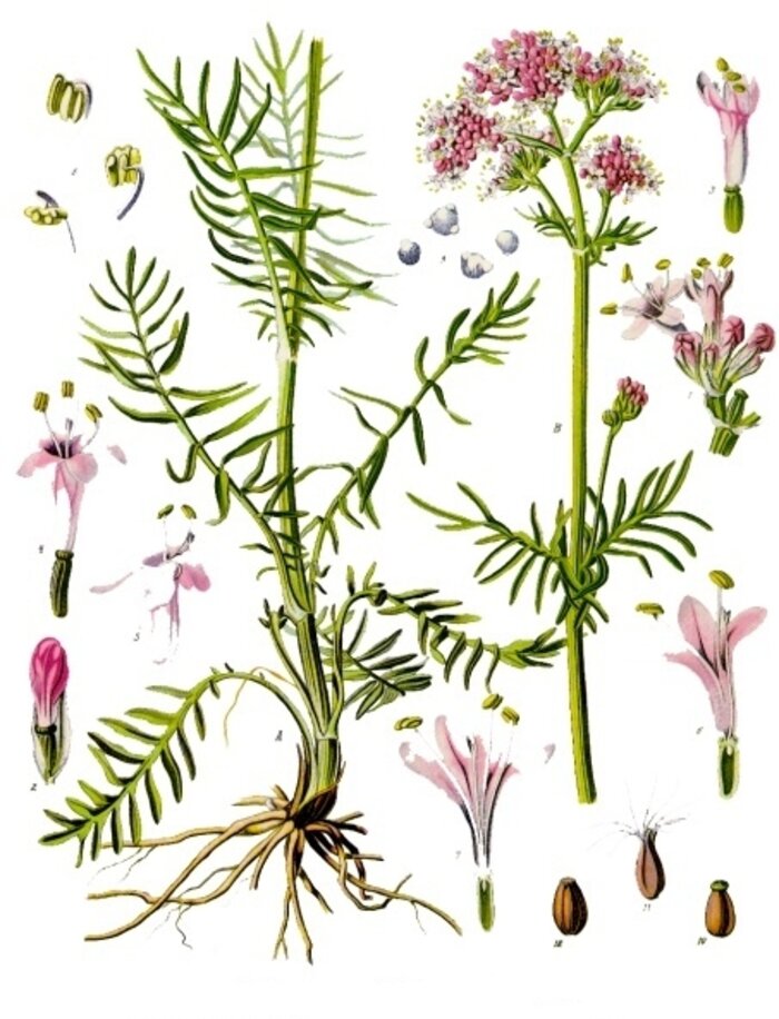 Botanical plate: Valeriana officinalis