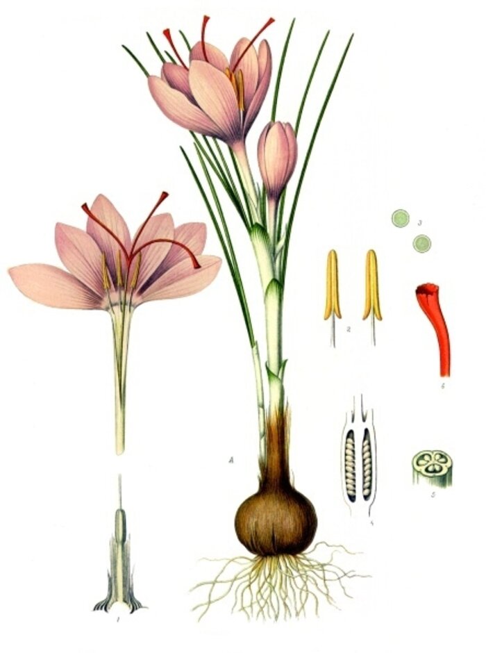 Botanical plate: Crocus sativus (saffron)